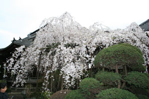 玉蔵院(浦和区)