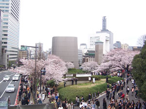 東京の桜