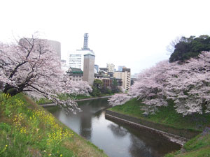 東京の桜