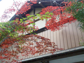 今年も色づいた自宅のイロハモミジ