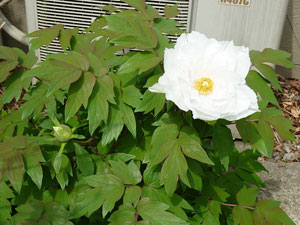 自宅の花