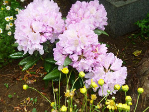 自宅の花