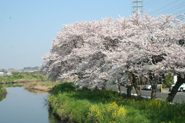 芝川の桜