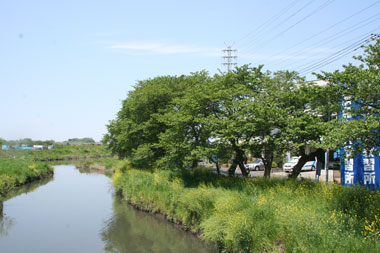 芝川の春