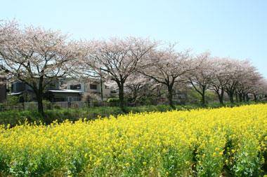 菜の花と桜