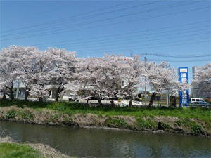 2011年 春の芝川