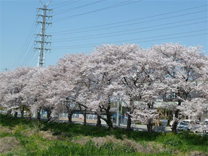 2011年 春の芝川
