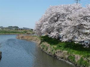 2011年 春の芝川
