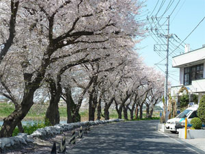 2011年 春の芝川